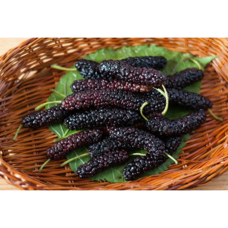 Bibit tanaman LONG MURBEI murah super manis