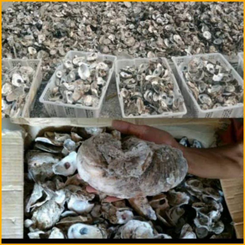 Oyster Shell Kulit Kerang Media Filter Oiseter Hiasan aquarium