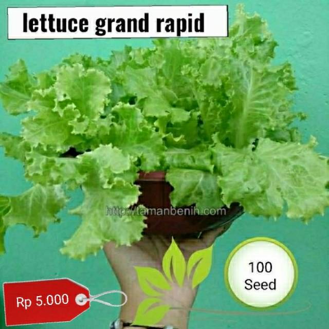 Benih Lettuce grand rapid - benih biji sayur selada