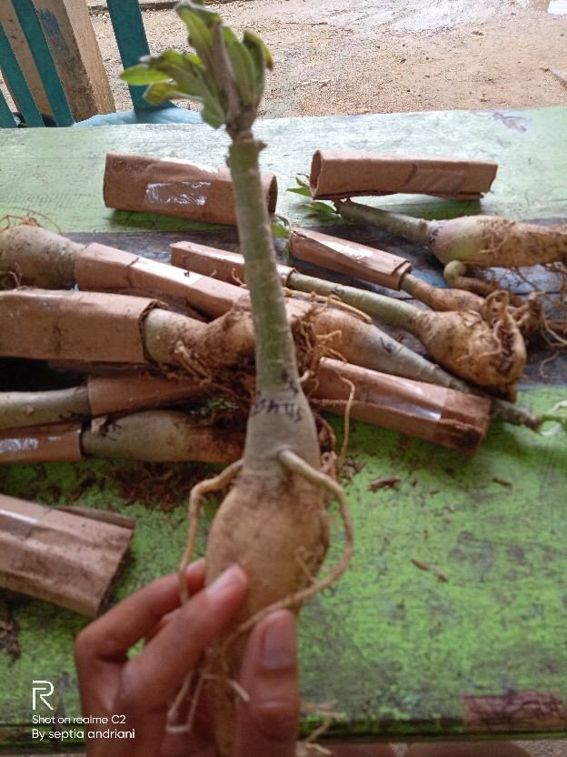 Adenium Tumpuk Jepang Bisa Cod