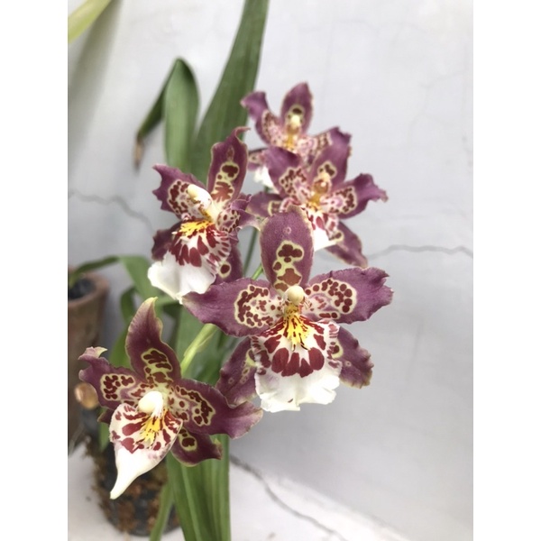 Anggrek Oncidium Beallara Kutchin