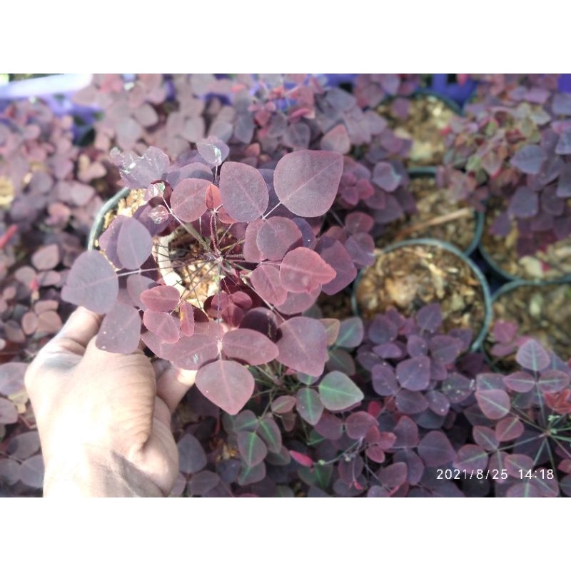 oxalis