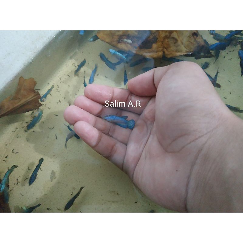 Bahanan atau Baby Cupang Blue Rim Line Thailand Harga Per Ekor
