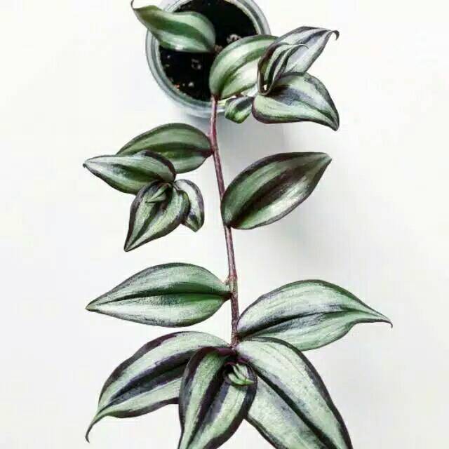 Tanaman hias gantung zebrina-bibit tanaman gantung