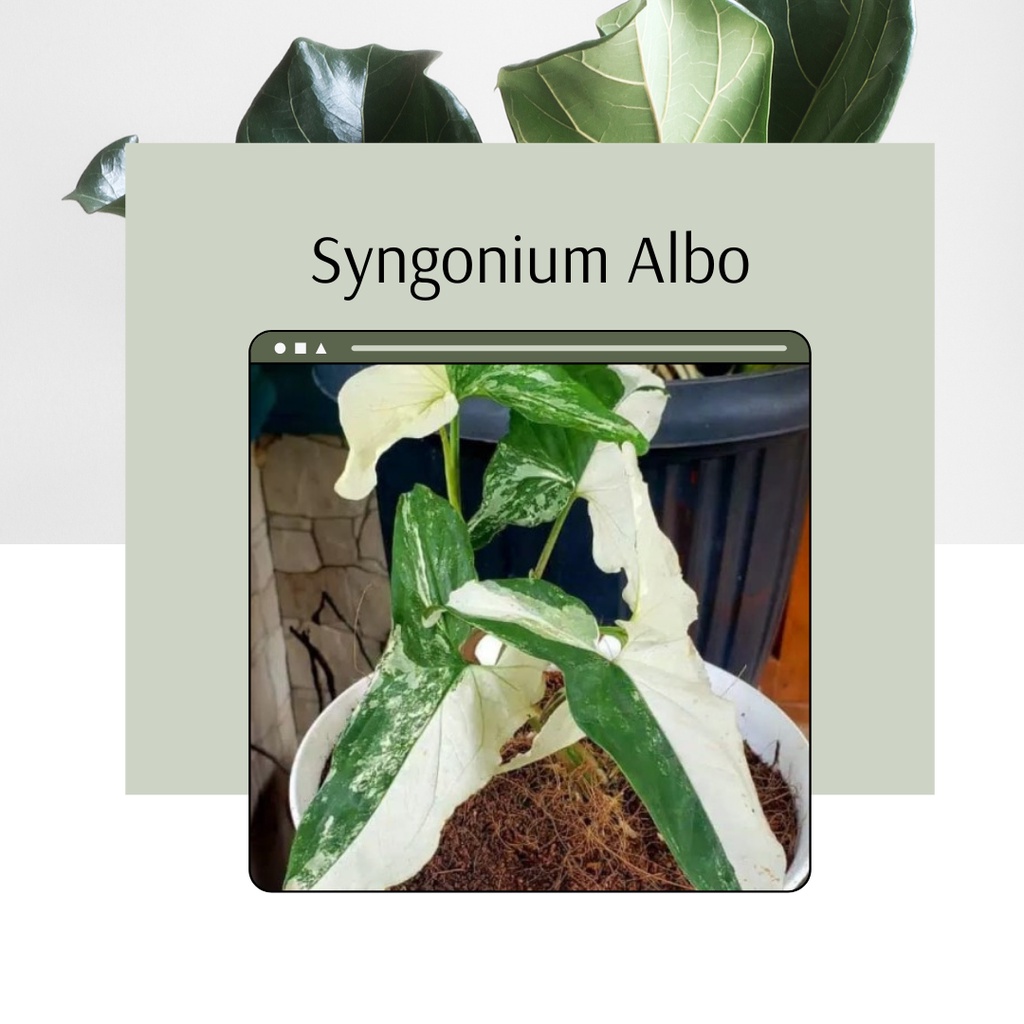 Tanaman Hias Syngonium albo bunga hias syngonium albo