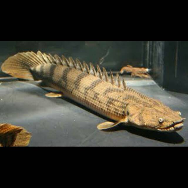 Palmas Endlicheri Saddled Bichir Predator