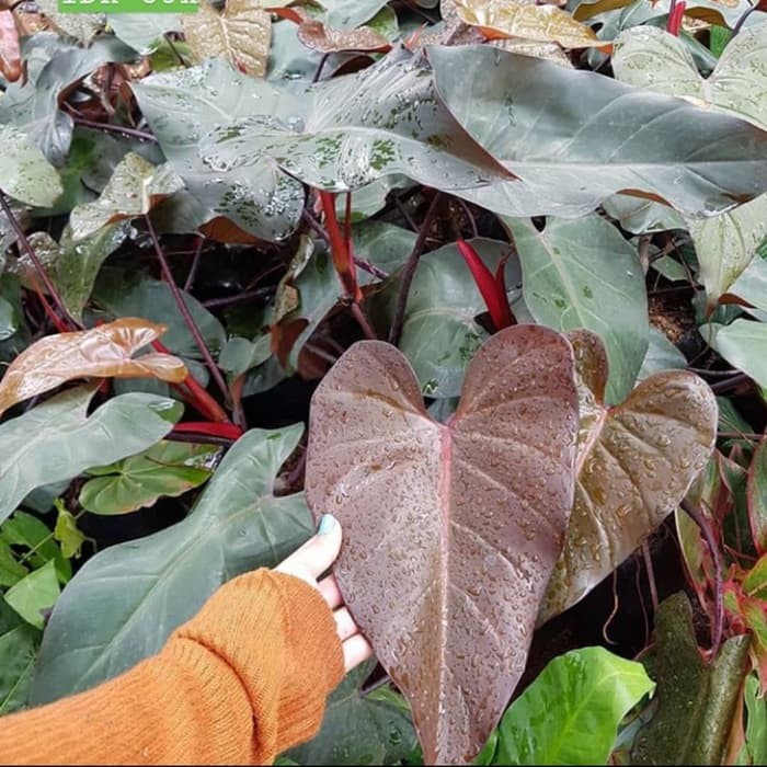 Tanaman Hias Philodendron Dark Lord / Philo Dark Lord
