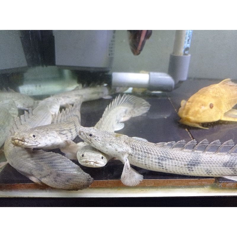 Palmas Endlychery 20 cm / Palmas Endlicheri / Ikan Naga