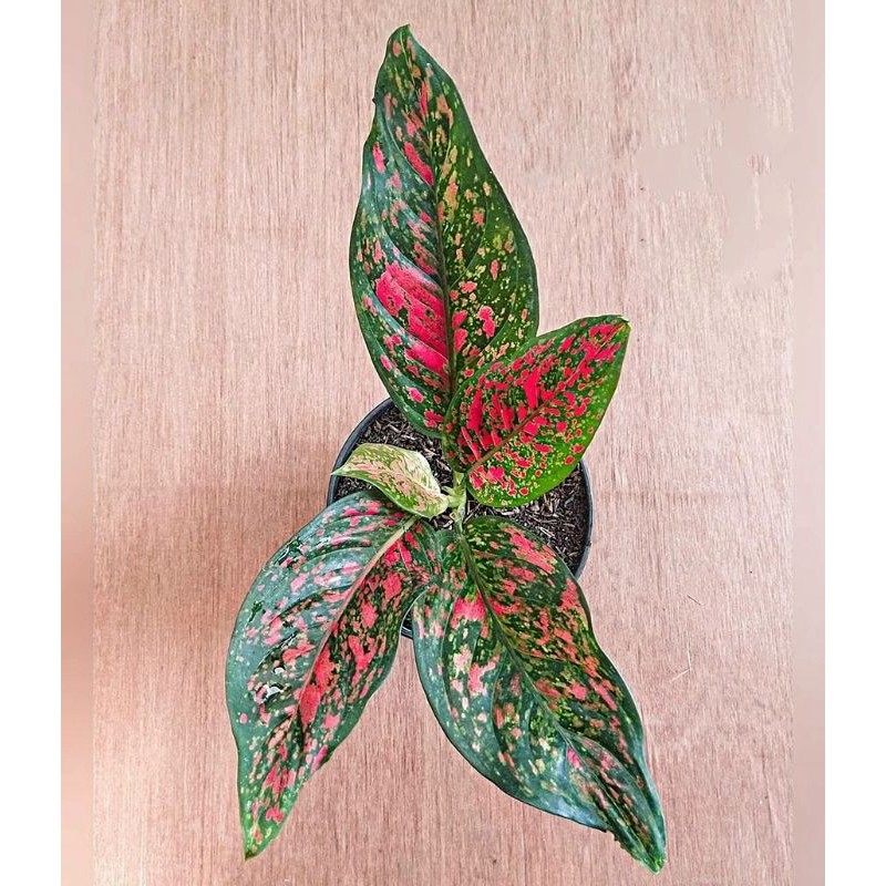 AGLONEMA VENUS, aglaonema venus, aglo venus