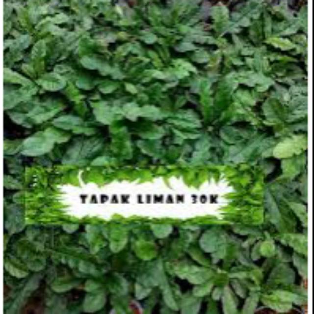 

Sedia Readyy Daun tapak liman segar 1kg tapakliman organik