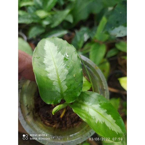 schismatoglotitis sp papua