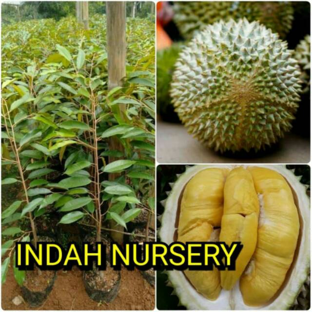 bibit buah durian musangking asli(musang king)