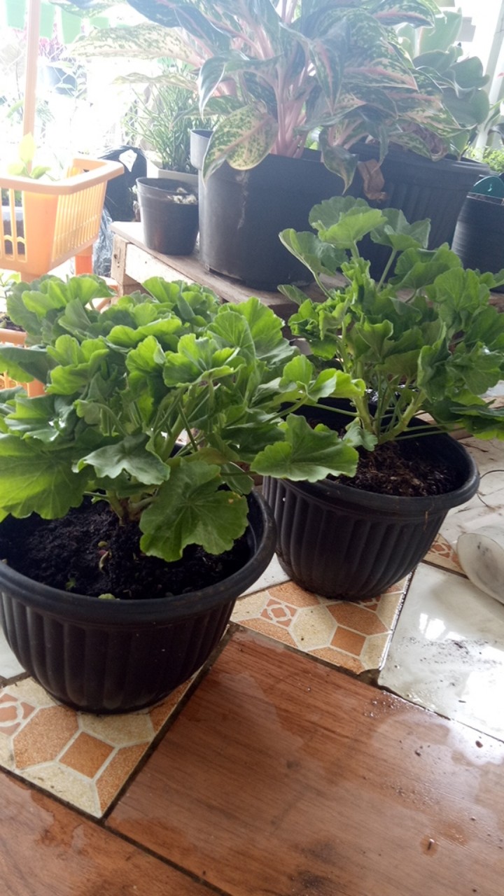 Tanaman Hias Bunga Geranium Import.