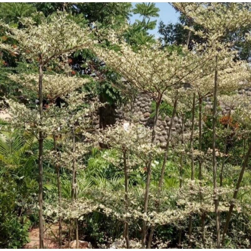 Pohon ketapang kencana varigata tinggi 2meter