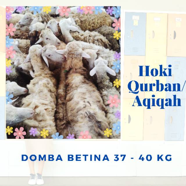 

Domba Betina 37 - 40 Kg ~ Rp 3.500.000. Domba / Kambing Aqiqah. GRATIS Ongkir Jakarta & sekitarnya