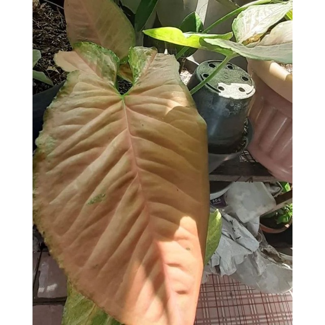 Syngonium Pink Flacked / tanaman hias
