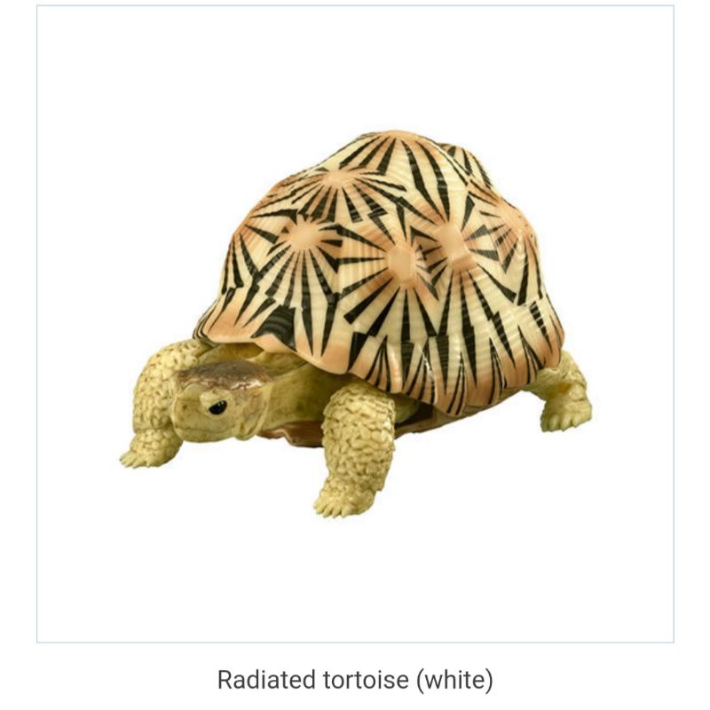 radiated tortoise white turtle gashapon figure dango mushi turtle