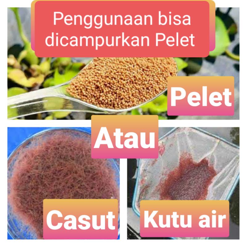 SPIRUGANIK / Spirulina Organik Food grade Mempercepat pigmentasi warna Campuran Pakan ikan hias 5 gram