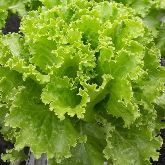 Benih Bibit Biji - Lettuce Grand Rapid Selada Keriting Hijau Hibrida F1 - Panen Dalam 30 Hari