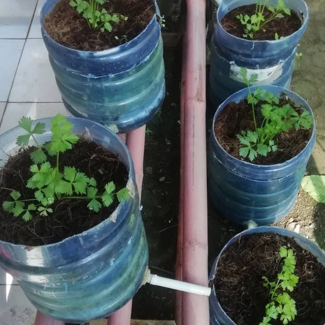 

Tanaman sayur siap saji