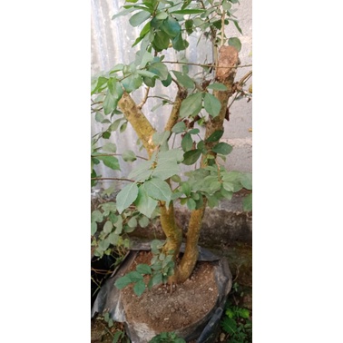 Bahan bonsai Rukem