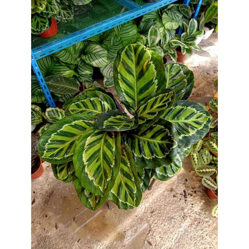 PROMO RAMADHAN!! 4 PAKETAN TANAMAN HIAS CALATHEA