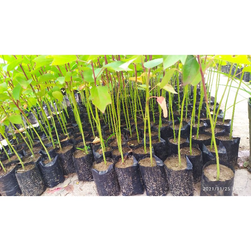 Bibit tanaman bunga rosella - teh merah rosella - herbal rosella