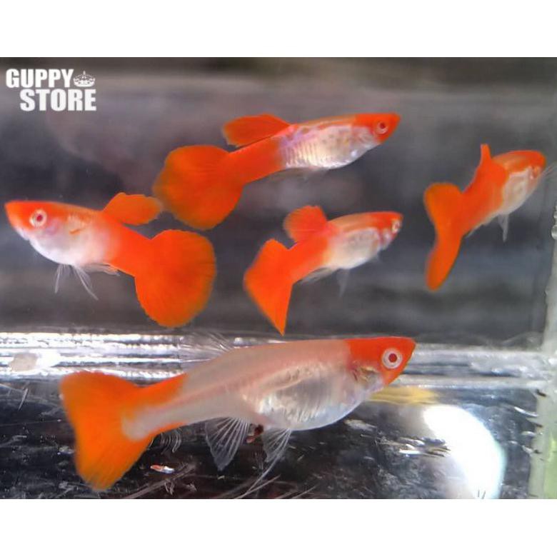 Ready Ikan Guppy Snake Skin Koi Ss Koi Ikan Hias