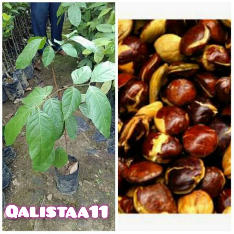 Bibit Jengkol/Bibit Okulasi/Bibit Super