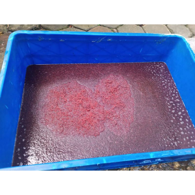 Cacing Darah/BloodWorm Hidup