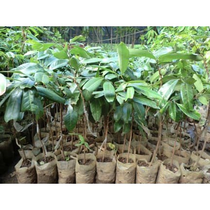 KELENGKENG AROMA DURIAN