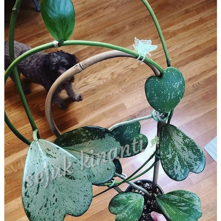 hoya kerii splash import