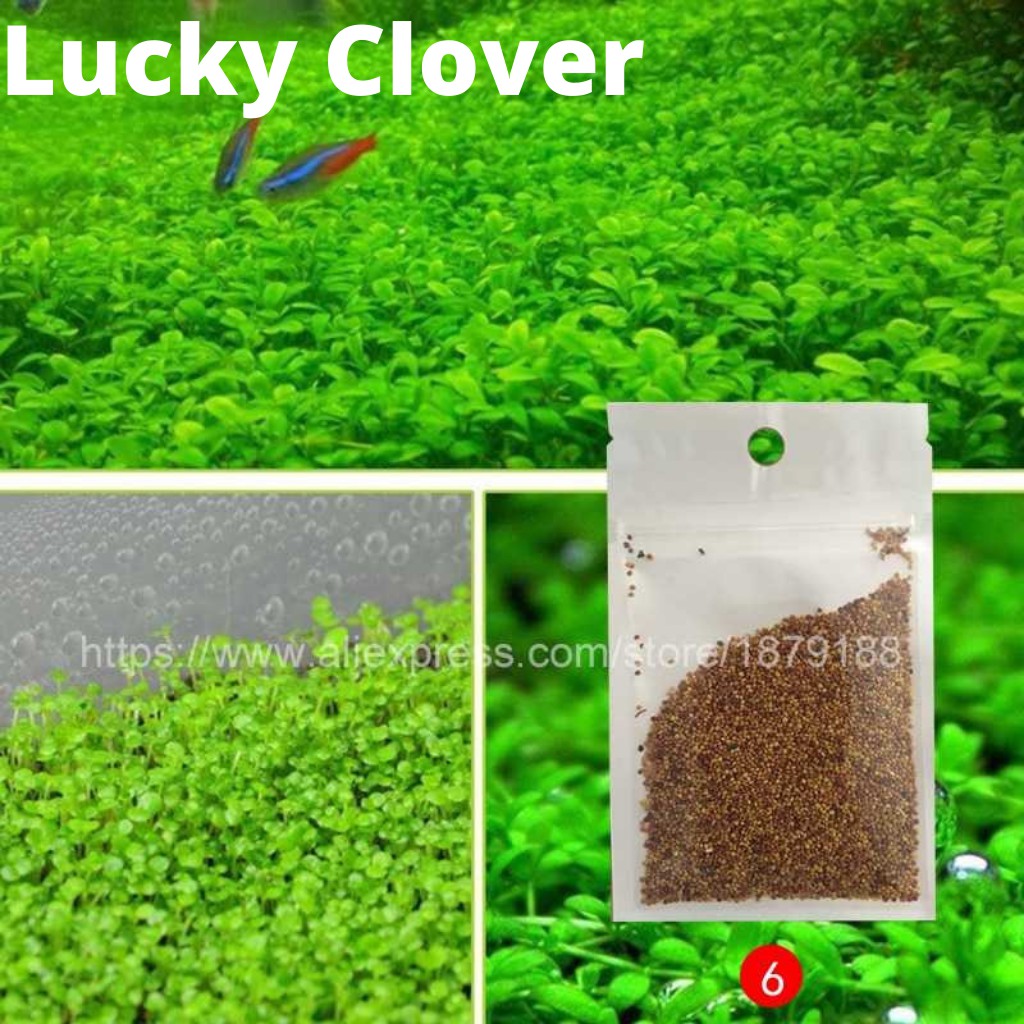 Carpet Seed Lucky Clover Tanaman Air Aquascape / Bibit Tanaman Aquascape / Aquarium