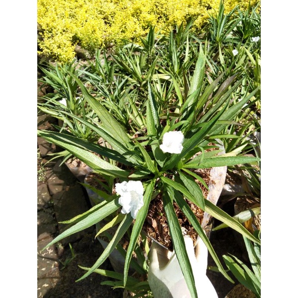 Bunga Rawelia putih / ruelia