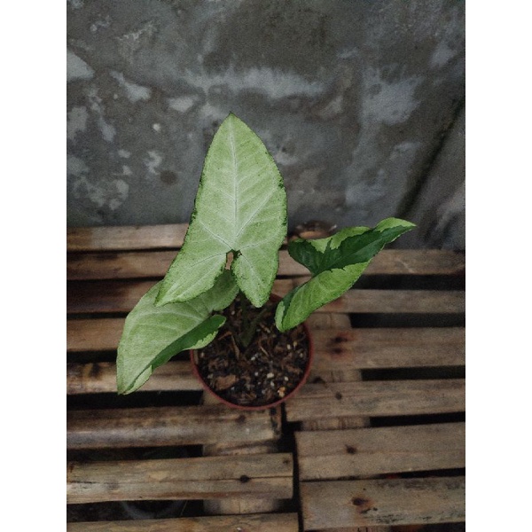 Syngonium Pandan Twister/ Green Beauty