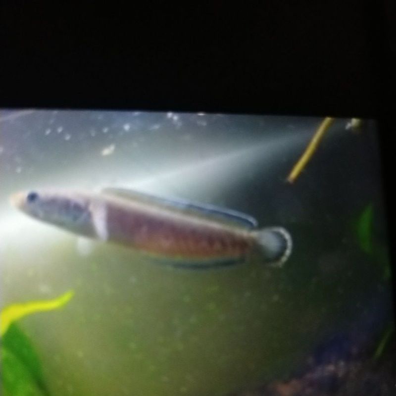

ikan Chana Red