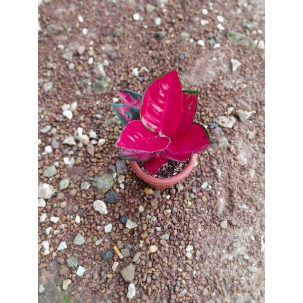 aglonema suksom lokal