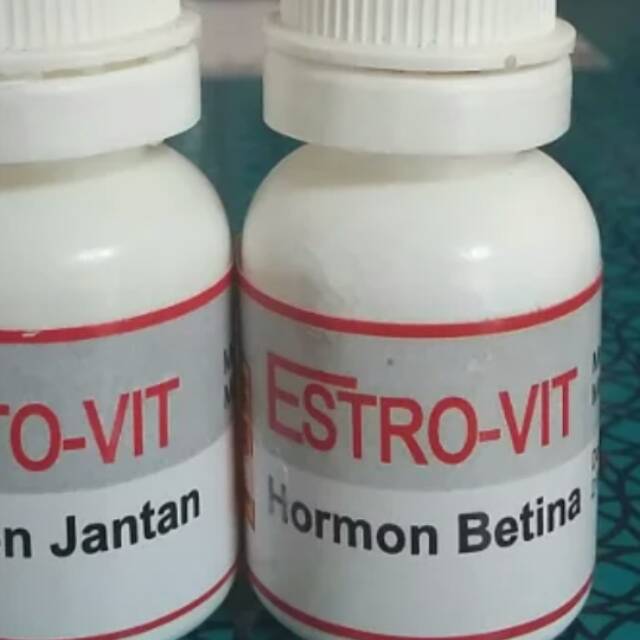 Estrovit hormon burung betina mempercepat birahi