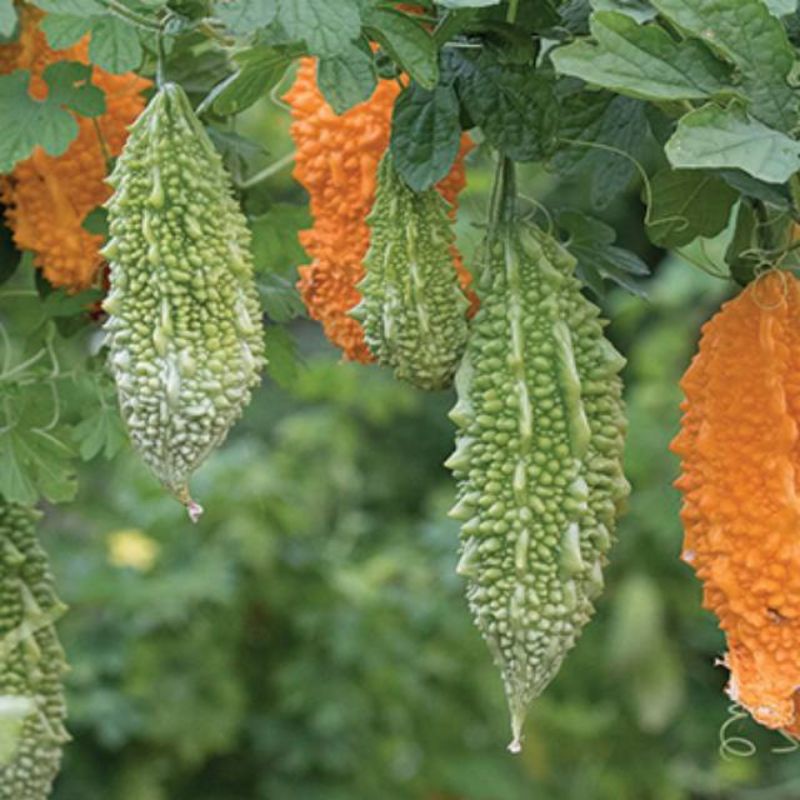 Kedaibenih - Benih Bibit Pare Belut ~ 1 Biji