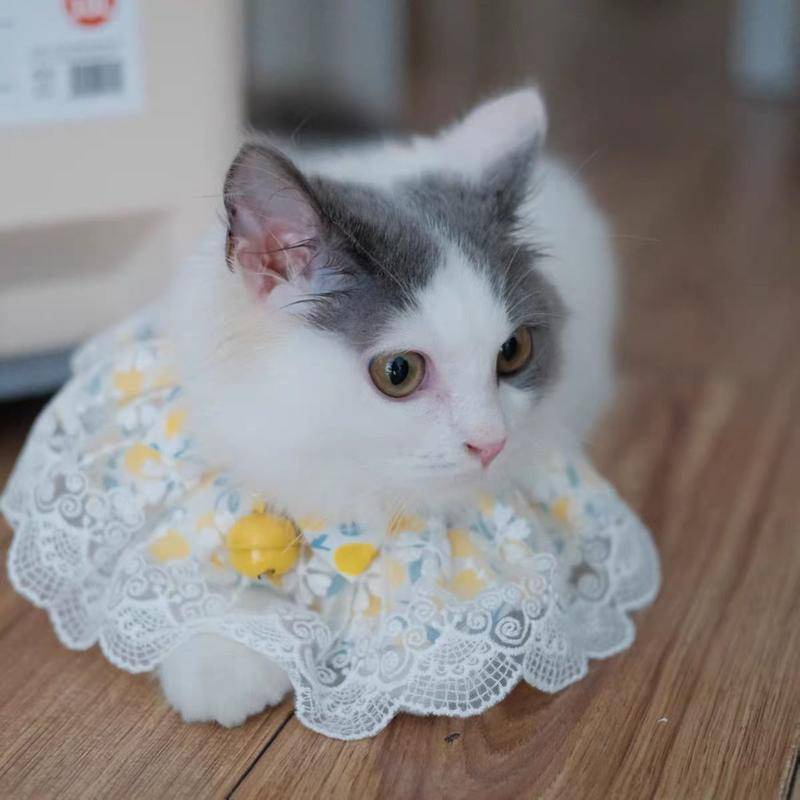 Kalung Leher Anjing / Kucing Peliharaan Bahan Lace Motif Bunga Untuk Musim Panas