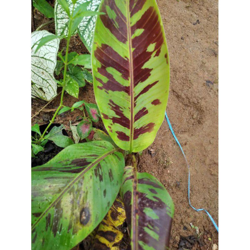 tanaman hias pisang merah variegata