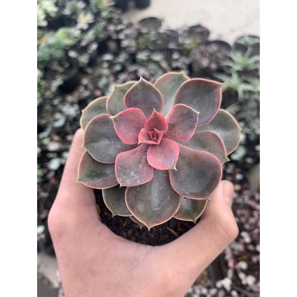 Echeveria Perley rainbow
