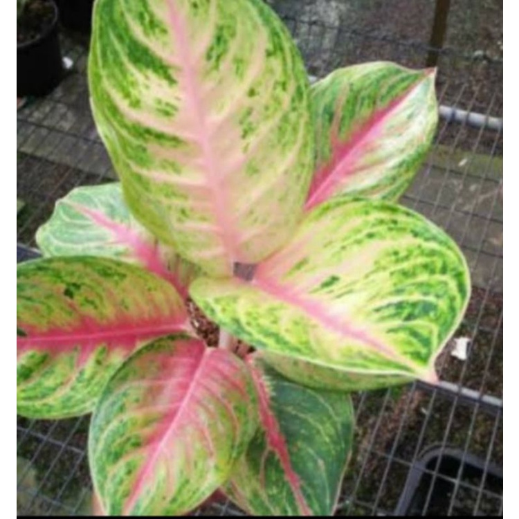 aglonema Andini dewasa