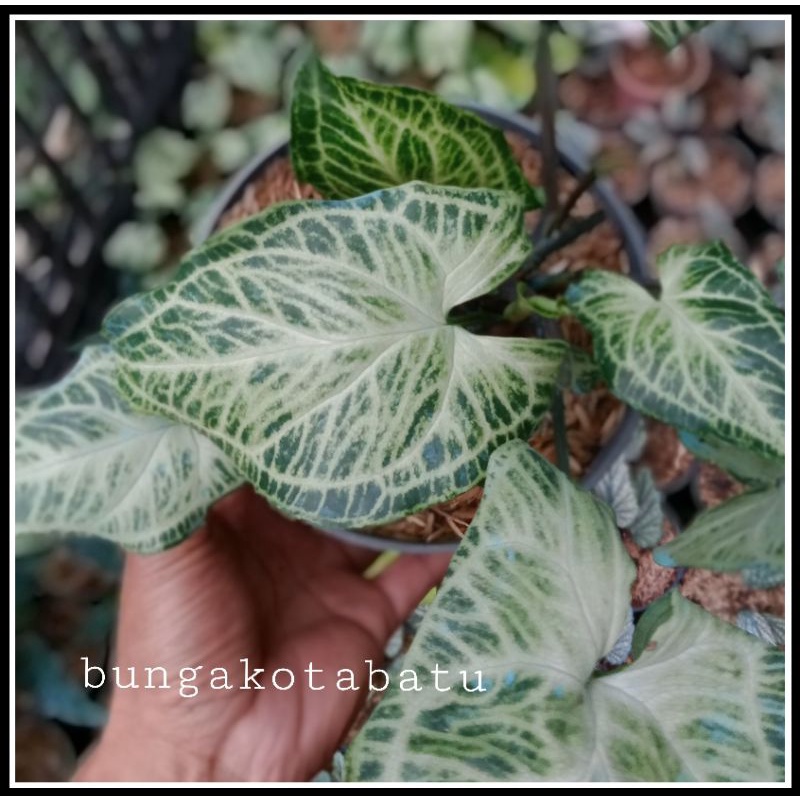 Tanaman Hias Syngonium Batik Original