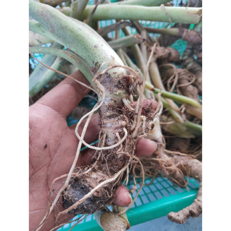 bonggol alocasia/ alocasia reginae