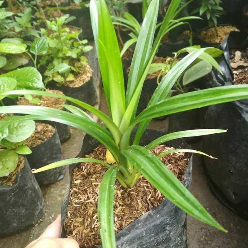 daun pandan suji