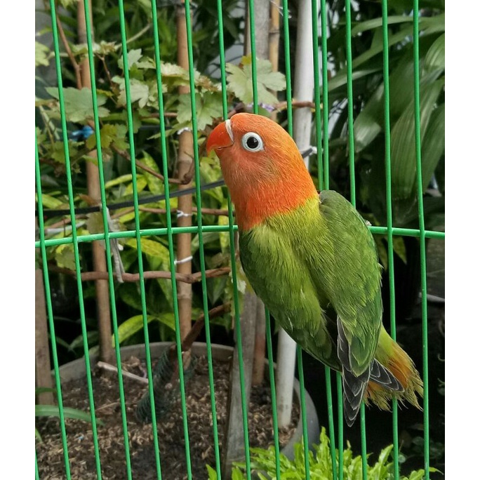 Burung Lovebird Biola Green