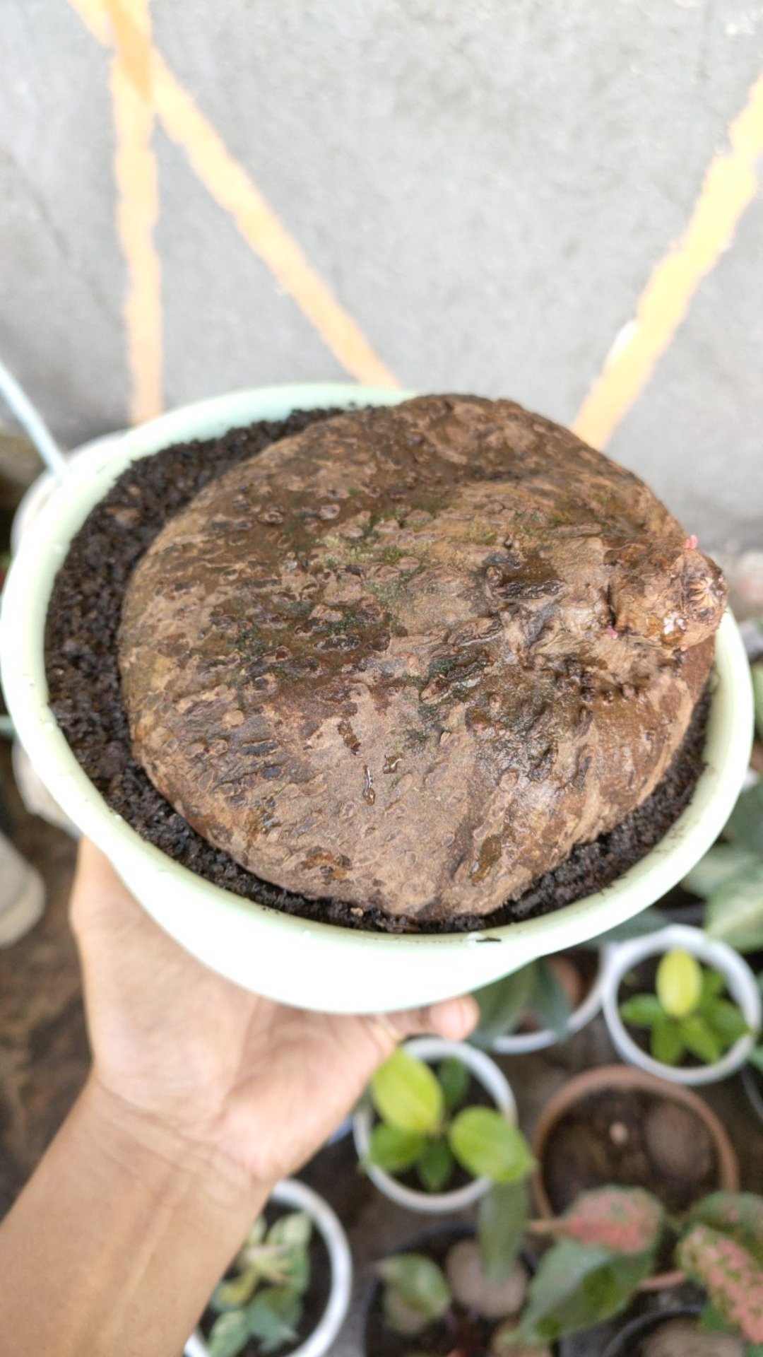 Stephania Venosa Murah! Tanaman Hias Langka