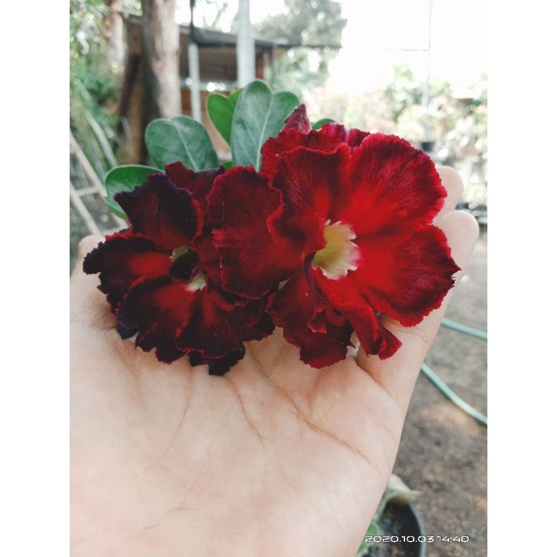 Adenium grafting bunga tumpuk murah