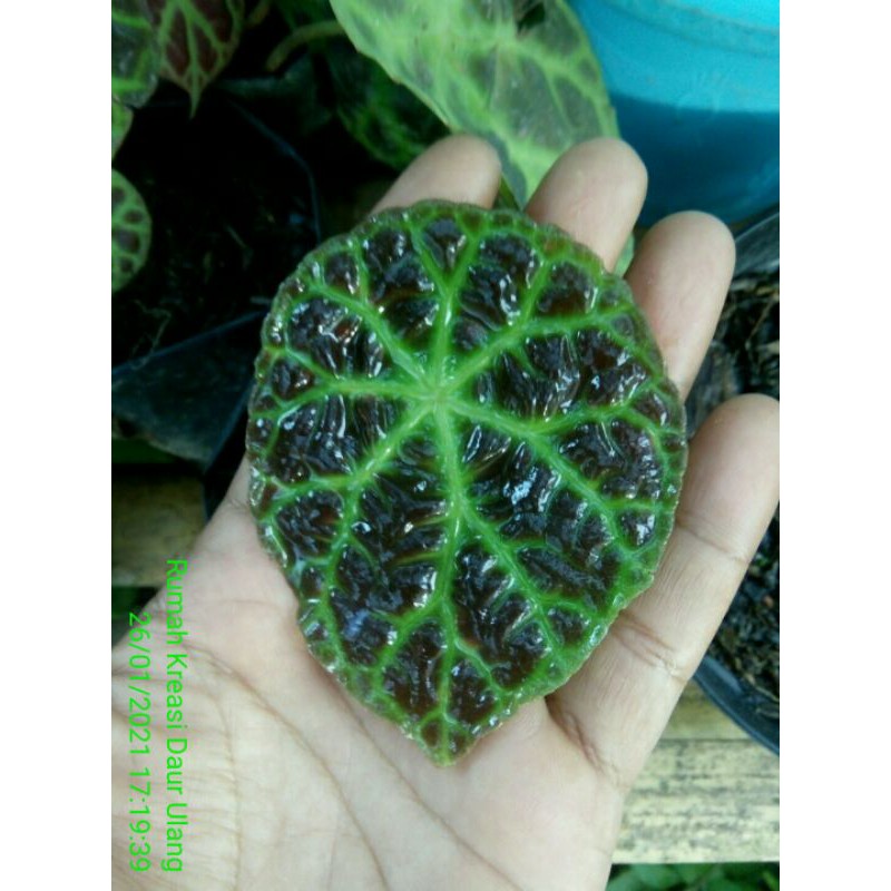 Begonia sp Sumatera